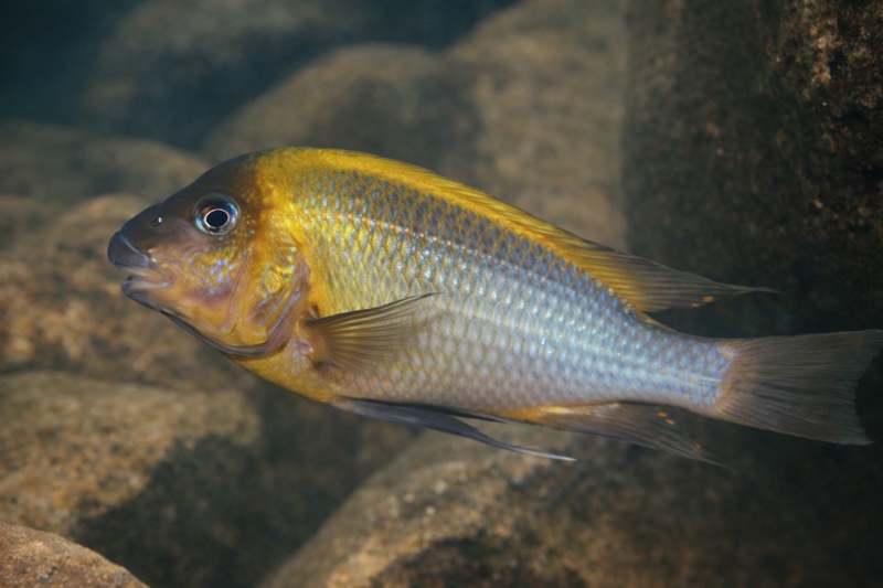 Petrochromis polyodon 'Kantalamba'